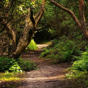 Waldweg...... Jürgen Herborn